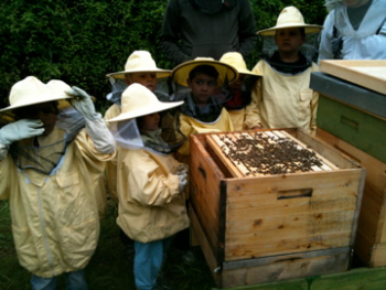 Kindergartengruppe beim Besuch der Stemmerwiesen-Bienen