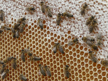 Die Gasteig-Bienen auf einer Honigwabe