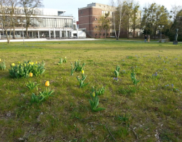 pflanzaktion veggie-mensa tulpen blausterne c hemmer